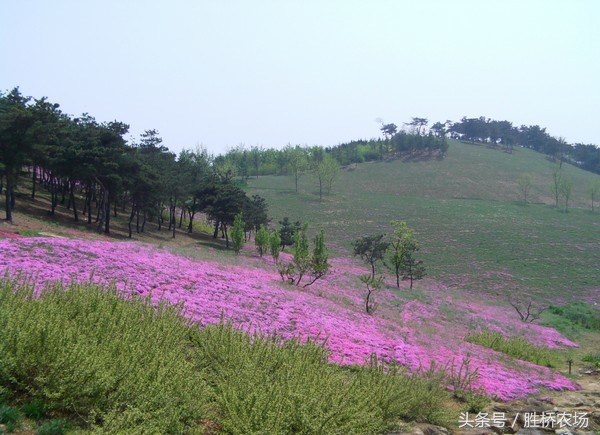 打造精致花海的关键环节