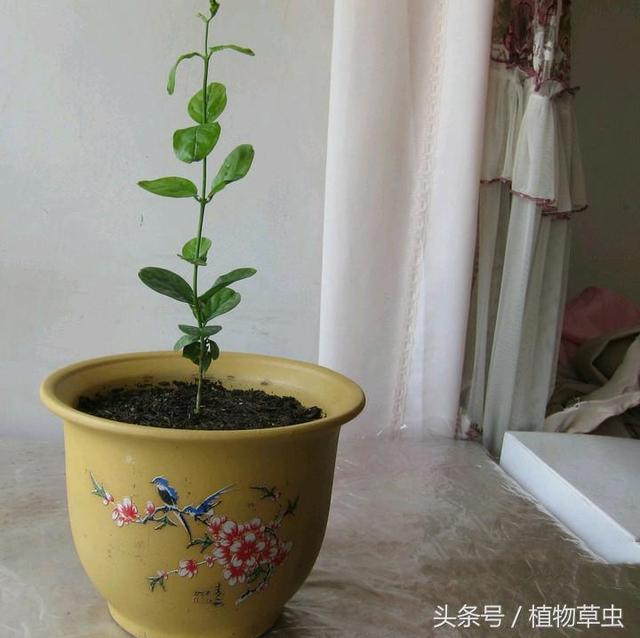 新买的茉莉花裸根没带泥，对于裸根茉莉花，怎样种植养护？