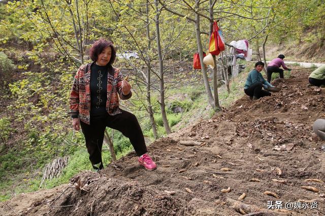 六旬退休大妈在秦岭深山租20亩地种天麻，今年能有40万元收益