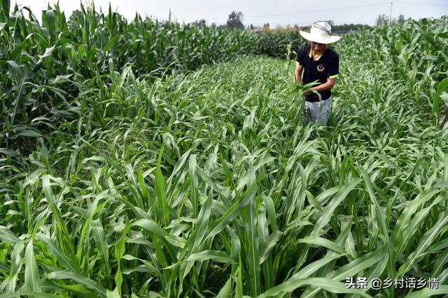 一亩玉米收入一万多你信吗？事实为证，老王五亩地卖了六万多