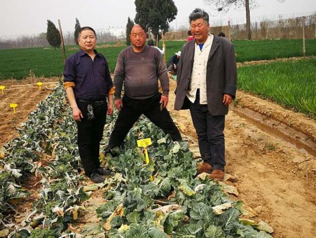 西兰花北方地区反季露地越冬高效栽培技术