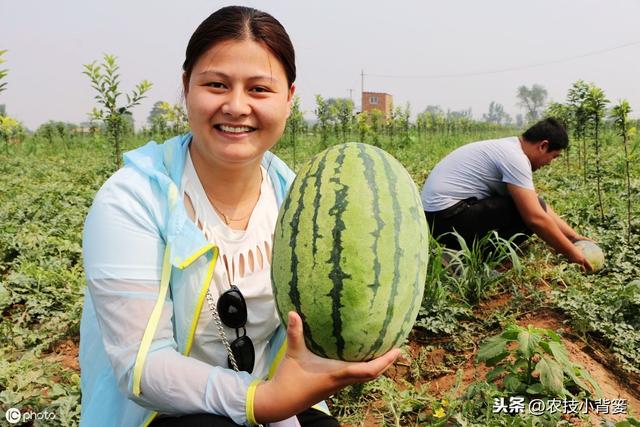 春季西瓜种植正当时，掌握这些播种管理细节，确保后期优质高产！