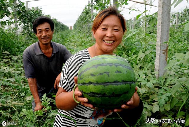 春季西瓜种植正当时，掌握这些播种管理细节，确保后期优质高产！