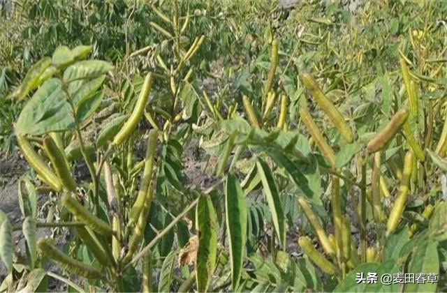 富硒草本咖啡花茶栽培技术，这些技巧让产量快速提升！快来学习