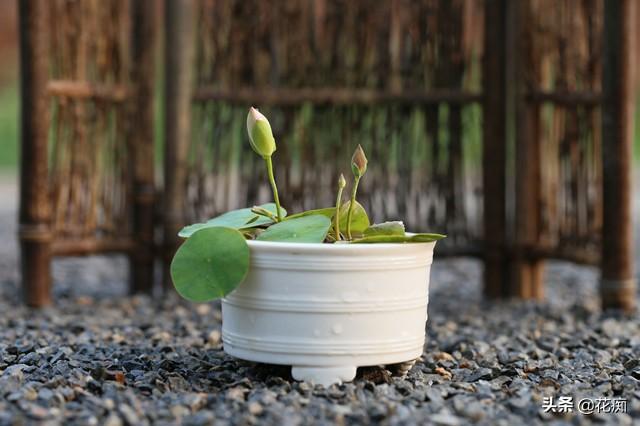 小盆种碗莲，1年时间，你也可以由1盆变成10盆