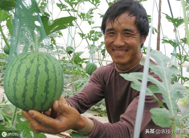 春季西瓜种植正当时，掌握这些播种管理细节，确保后期优质高产！