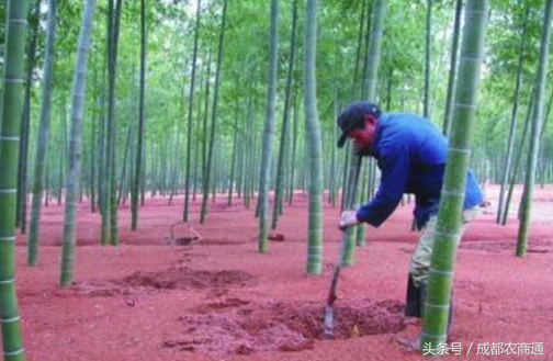 毛笋刚出时就要打农药，竟然和种植技术有关？