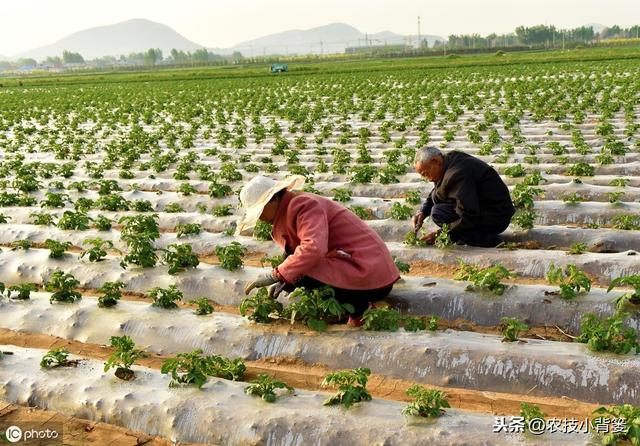 夏花生的生长期短、亩产量低，如何播种管理才能实现优质高产？