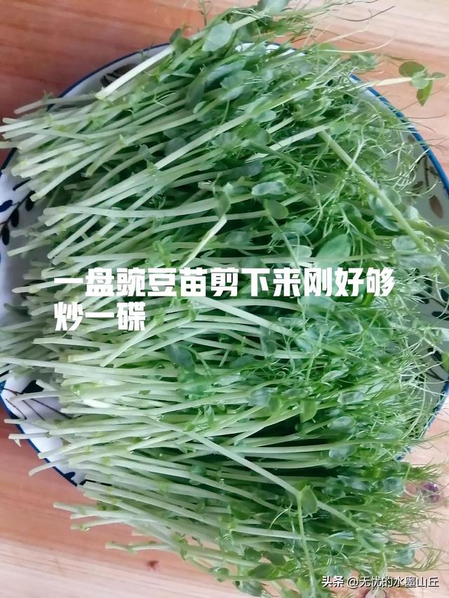 第一次在家水培豌豆苗，没想到竟然成功了！看看我是怎么做的吧