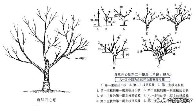 小樱桃的栽植及管理全过程