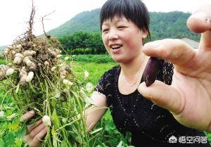 种植黑花生六步骤，教你种出营养丰富“黑宝石”