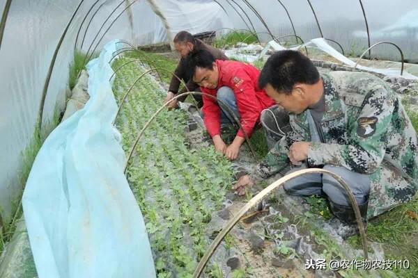 大棚西瓜种植种实用技术（干货）