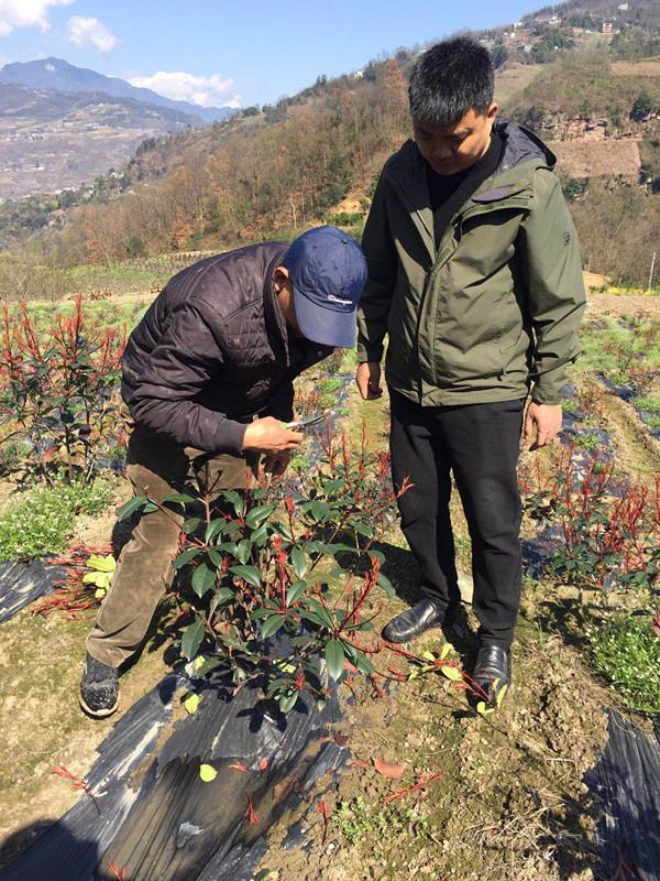 满眼新绿点点红妆！云南永善中山横栏帮扶基地春耕忙