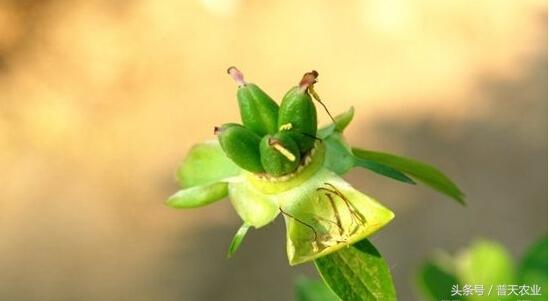 芍药种子什么时候种植？芍药花种子的种植方法