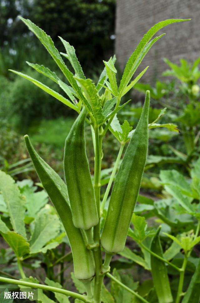 黄秋葵生长要求及大棚种植技术，学会后产量高又非常好吃