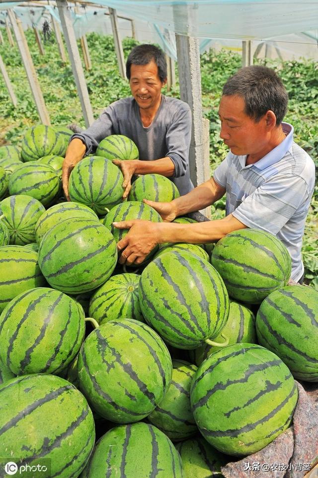 春季西瓜种植正当时，掌握这些播种管理细节，确保后期优质高产！