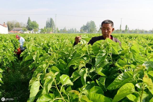 桑树栽培要注意什么？如何种植才能高产优质？看完以下5点就懂了