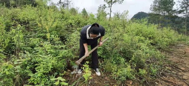 她用废弃玉米秆种出平菇，被网友骂是骗子，两个月后真相大白