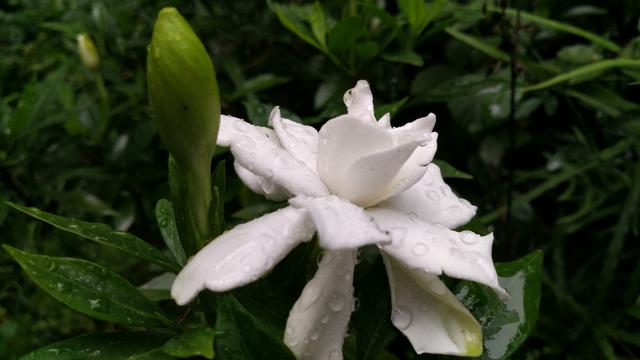 栀子花怎么养？园艺师告诉你，这可能是关于栀子花，最全面的攻略