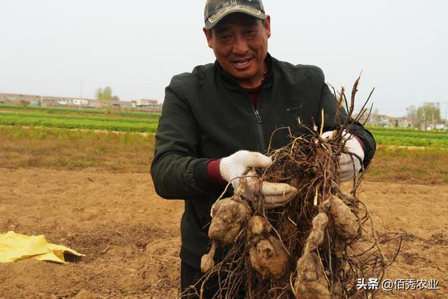 农民在外打工，家里的土地种哪些作物，可以粗放管理又有好收成？