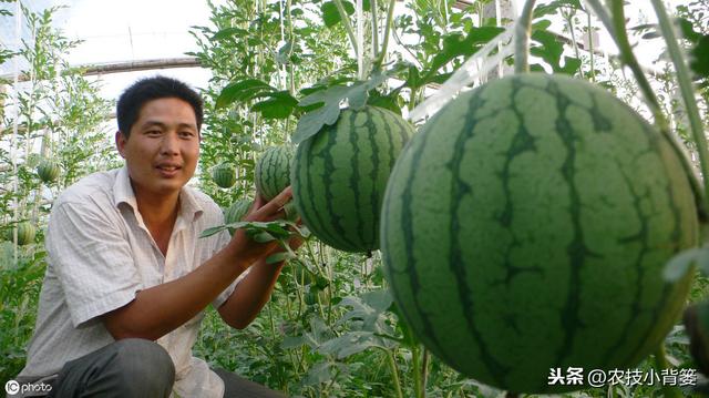 春季西瓜种植正当时，掌握这些播种管理细节，确保后期优质高产！