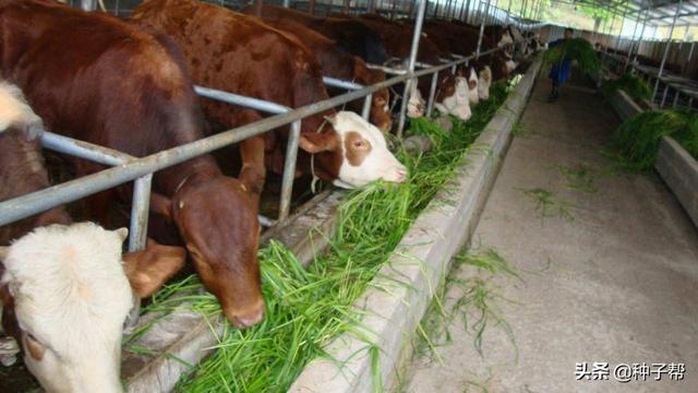 饲草大麦一年能收割3茬，亩产干草800kg，种植管理技术介绍