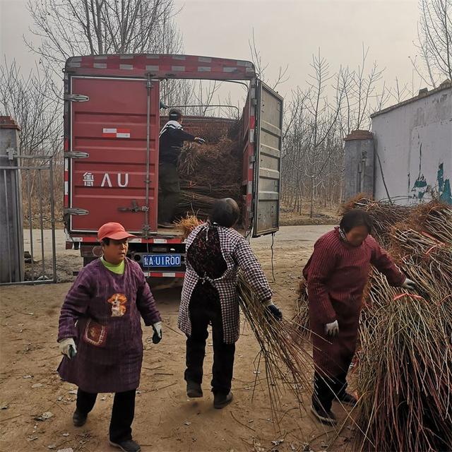 法兰西李子苗种植前景与效益如何？栽植适应什么环境土壤