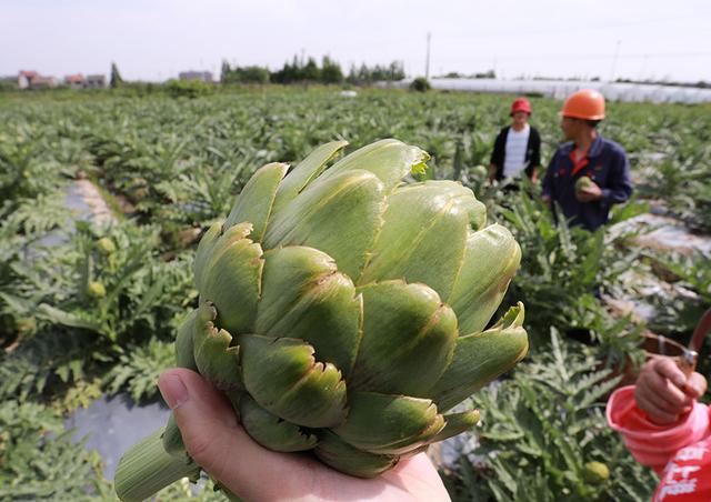 洋蓟要怎么种？洋蓟的种植技术