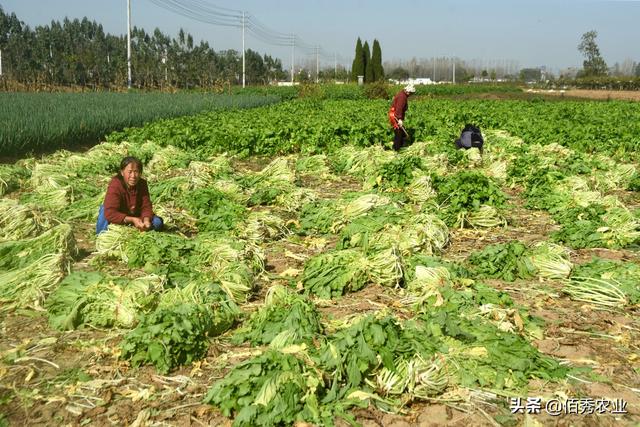 农民种植雪菜，是蔬菜却不能直接吃，亩产5吨，效益稳定不愁卖