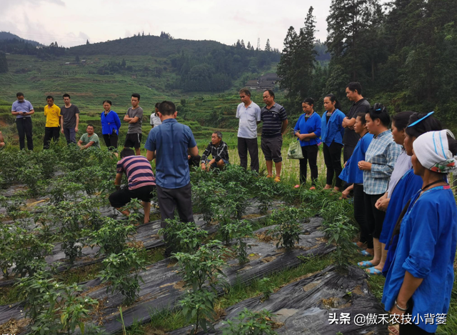 辣椒种植管理有诀窍，学会这7个管理方法能增产