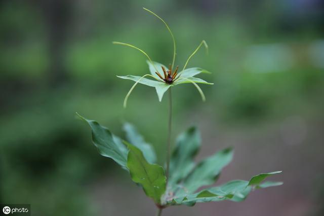 现在种植重楼，还能赚钱吗？怎样繁殖、移栽、管理？建议你看看