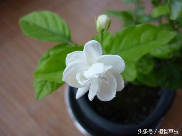 新买的茉莉花裸根没带泥，对于裸根茉莉花，怎样种植养护？