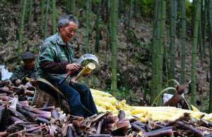 麻竹笋高产种植技术(用这6个方法进行管理，快速提高竹笋的产量)