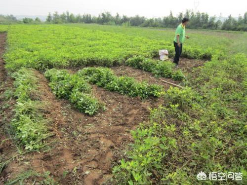 种植黑花生六步骤，教你种出营养丰富“黑宝石”