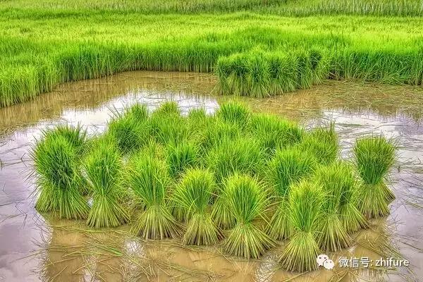 种植业分几类？哪些品类最赚钱？