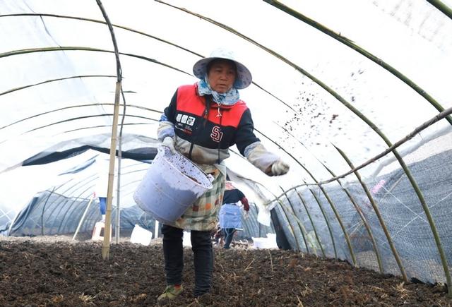 长顺：“冬闲田”变“致富田”羊肚菌种植忙