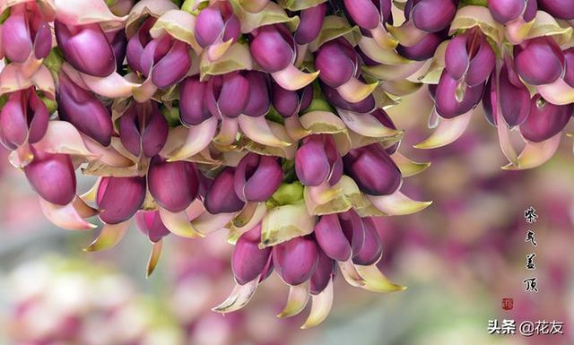 禾雀花，花色缤纷、四季常青，似群雀振翅欲飞，宜园林、景区栽植