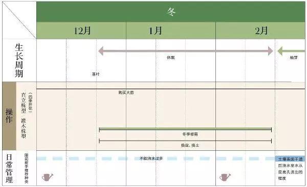 园艺课｜实用家庭玫瑰、月季种植新手入门养护术