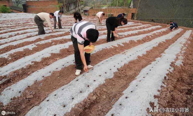 夏花生的生长期短、亩产量低，如何播种管理才能实现优质高产？