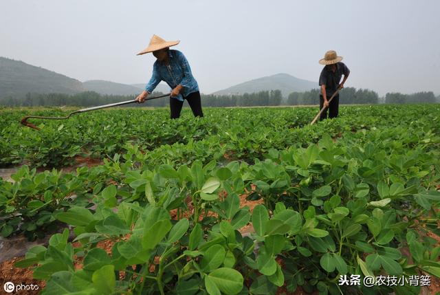 夏花生的生长期短、亩产量低，如何播种管理才能实现优质高产？