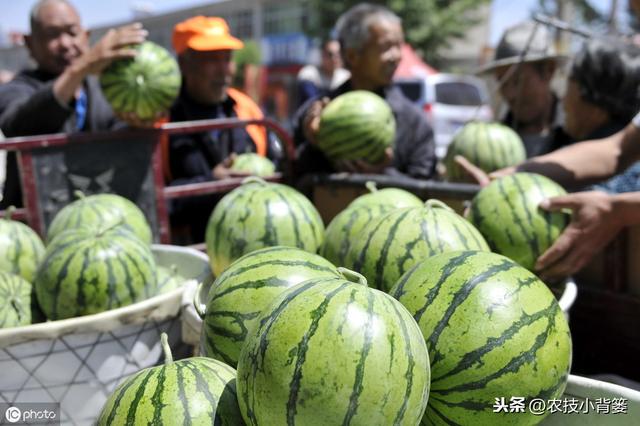 春季西瓜种植正当时，掌握这些播种管理细节，确保后期优质高产！