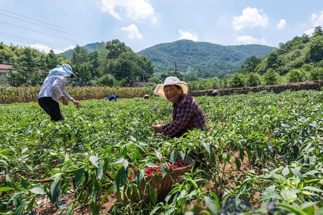 3月份，农村8种常吃的蔬菜可以种植了，早种早吃，别错过