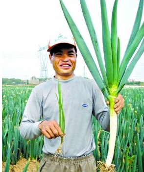 日本大葱怎样种植，亩产效益是多少？想种植的农民要知道