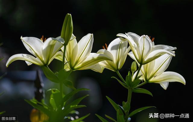 百合切花栽培实用技术