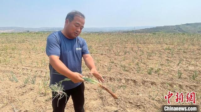 摆脱“靠天吃饭”  山西河曲种出希望“葱”向幸福