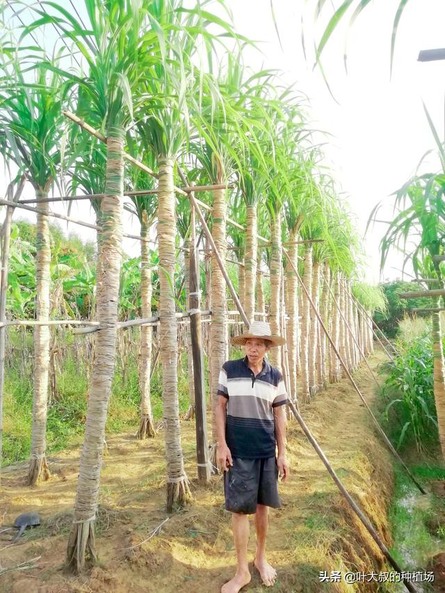 甘蔗在什么季节成熟，什么时候吃甘蔗最甜呢，有哪些甘蔗产地