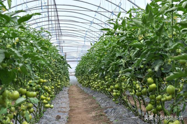 这种农业种植新技术，能让蔬菜增产高达200%，实例为证