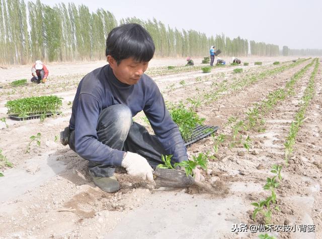 辣椒种植管理有诀窍，学会这7个管理方法能增产