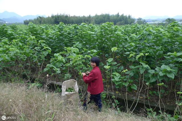 桑树栽培要注意什么？如何种植才能高产优质？看完以下5点就懂了