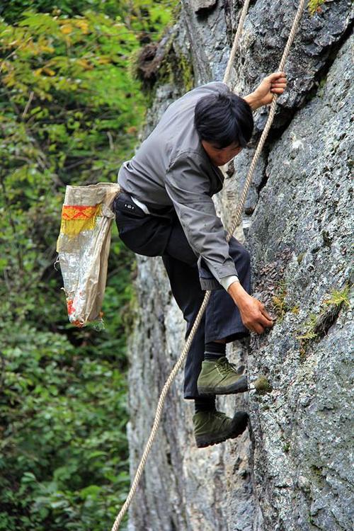 悬崖上生长的野生物，现在人工可培育，分享人工种植技术